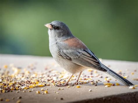 Cracked Corn for Birds: A Nutritional Feast in Your .
